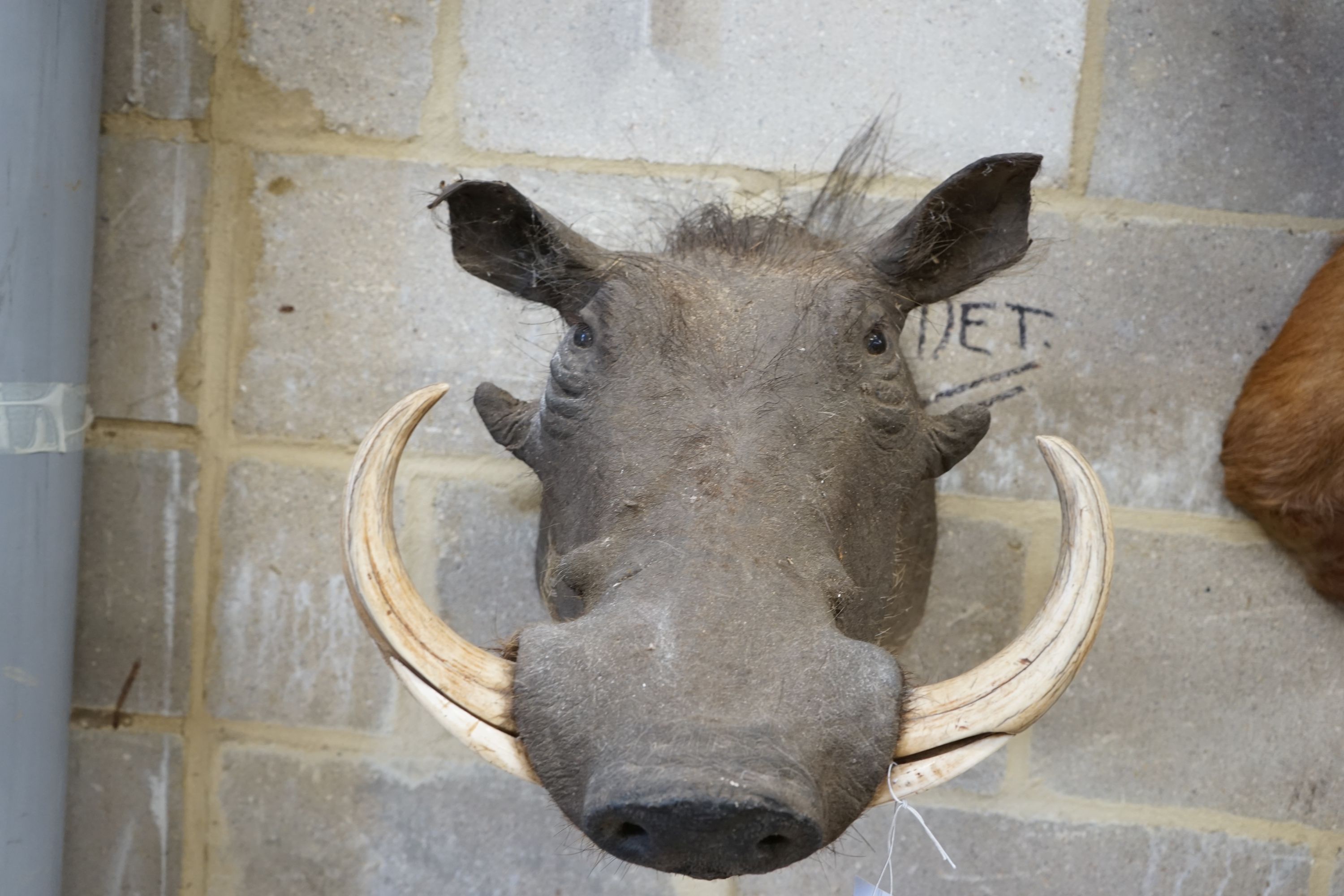 Taxidermy: A mounted warthog mask, Approximately 39 cm high